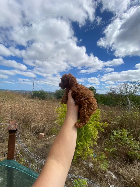 Red Brown Toy Poodle Yavrumuz