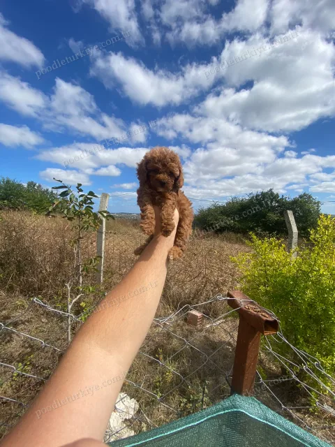 Minik Toy Poodle