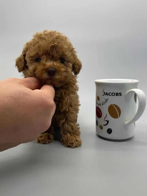 Satılık Toy Poodle yavru İstanbul