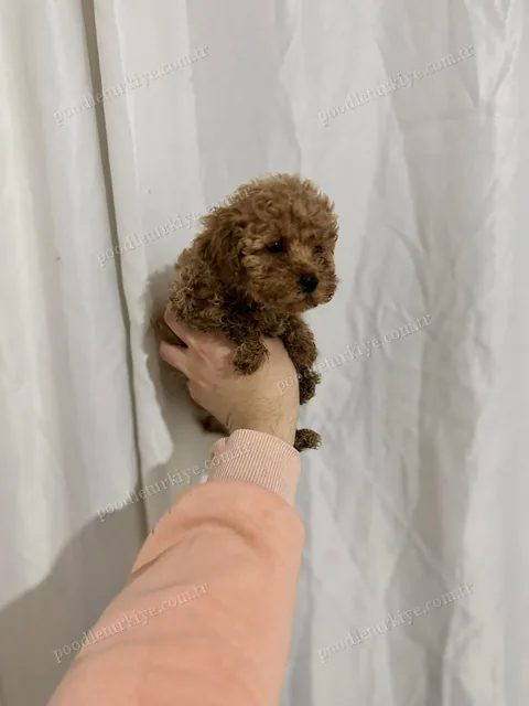 Satılık Poodle Dişi