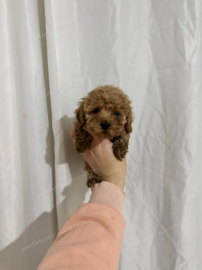Satılık Poodle Dişi