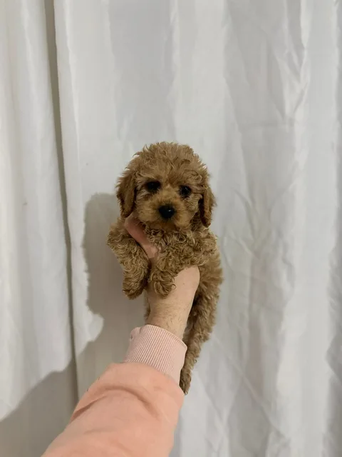 İstanbul Satılık Poodle