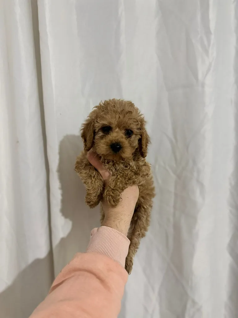 İstanbul Satılık Poodle Yavru