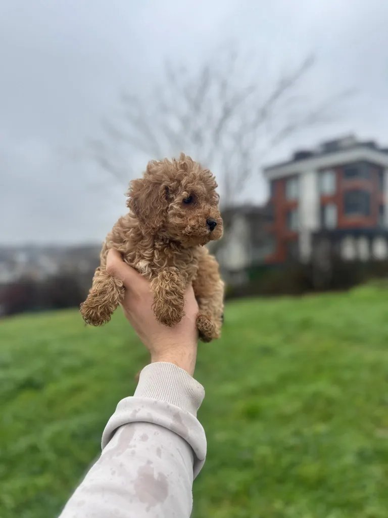 Satılı Toy Poodle Yavru