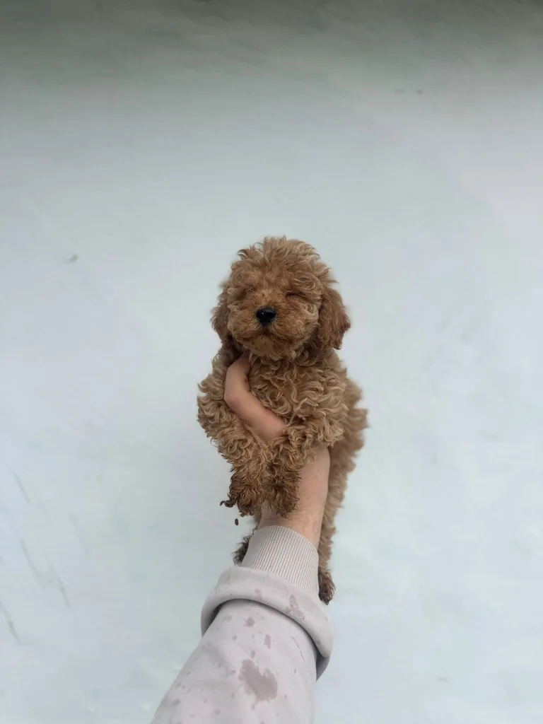 Satılı Toy Poodle Yavru