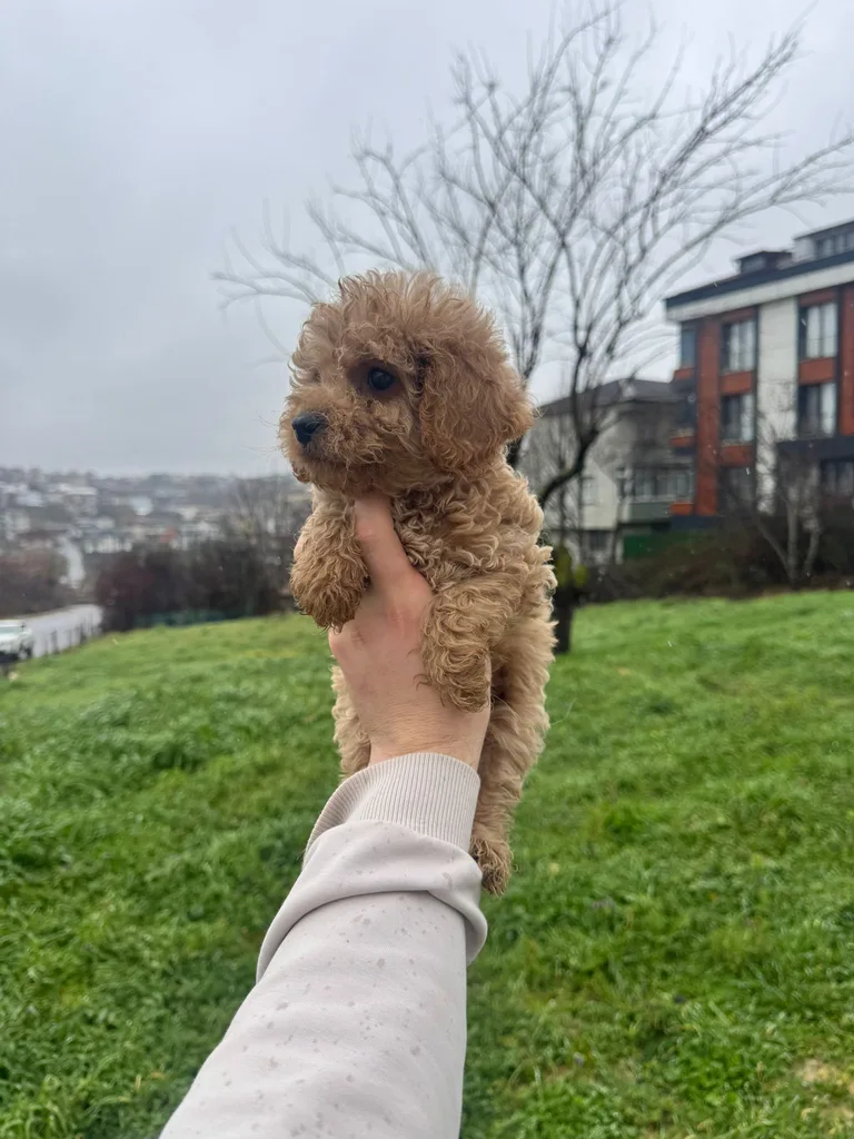 Satılı Toy Poodle Yavru