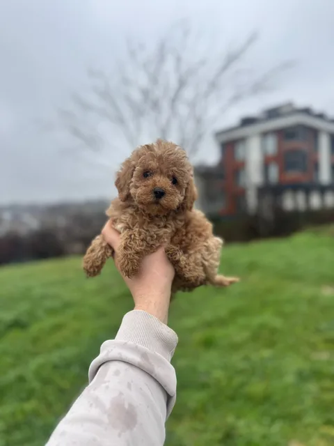 Satılı Toy Poodle Yavru