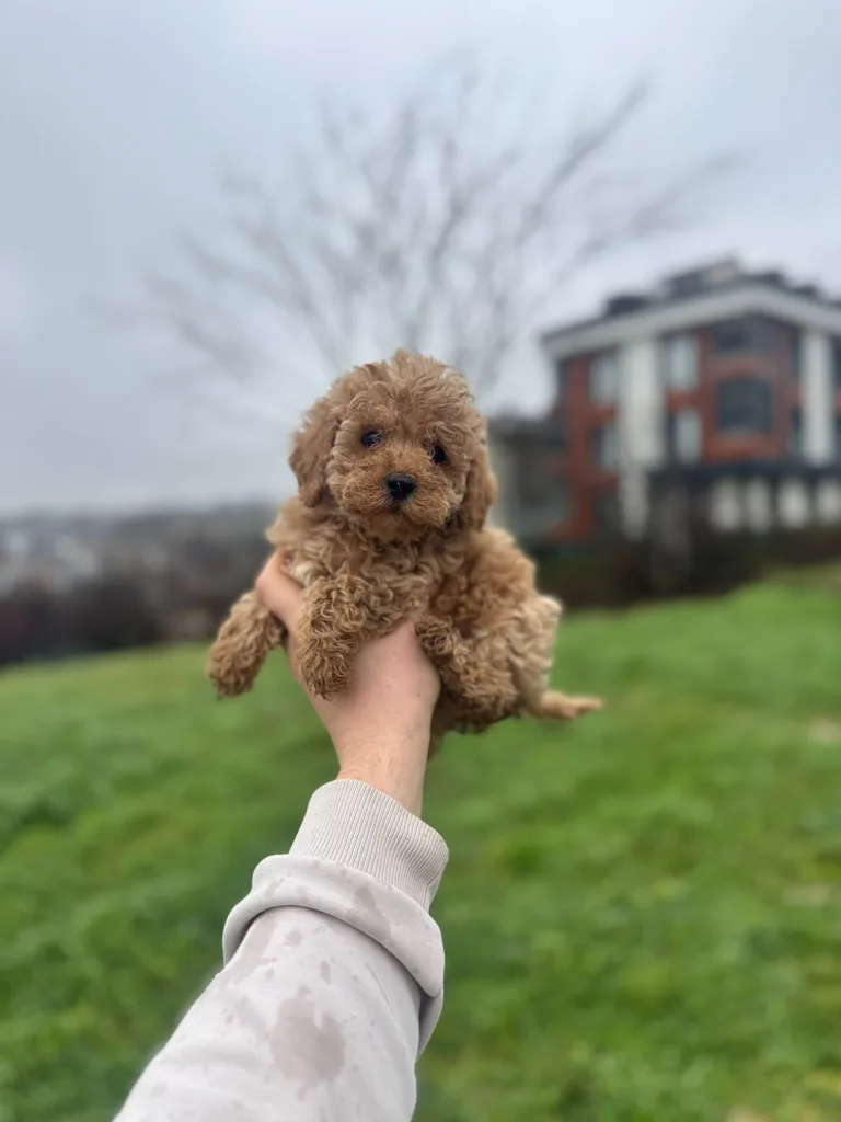 Satılı Toy Poodle Yavru