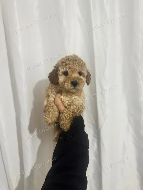 Minik Poodle Yavru