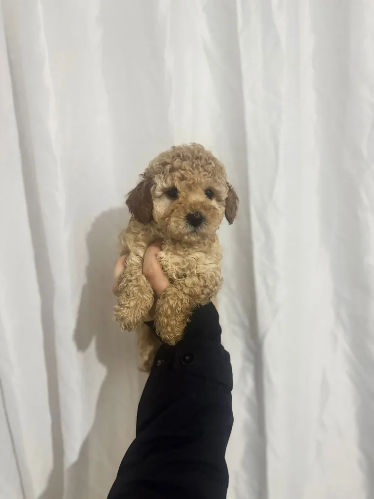 Minik Poodle Yavru