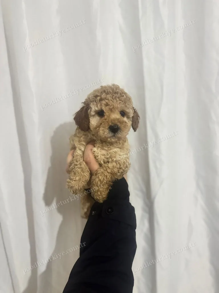 Minik Poodle Yavru
