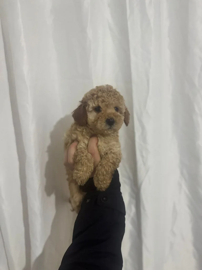 Minik Poodle Yavru