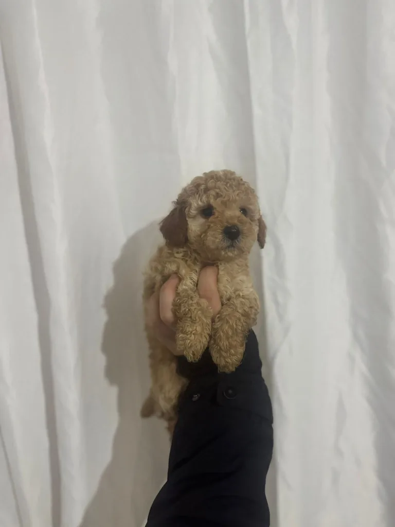Minik Poodle Yavru