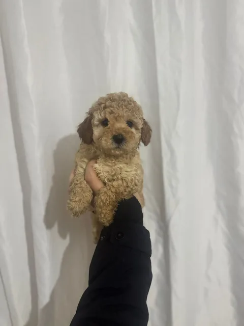 Minik Poodle Yavru