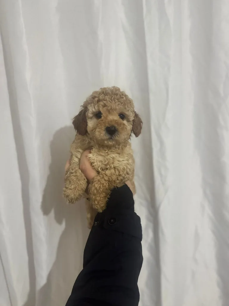 Minik Poodle Yavru