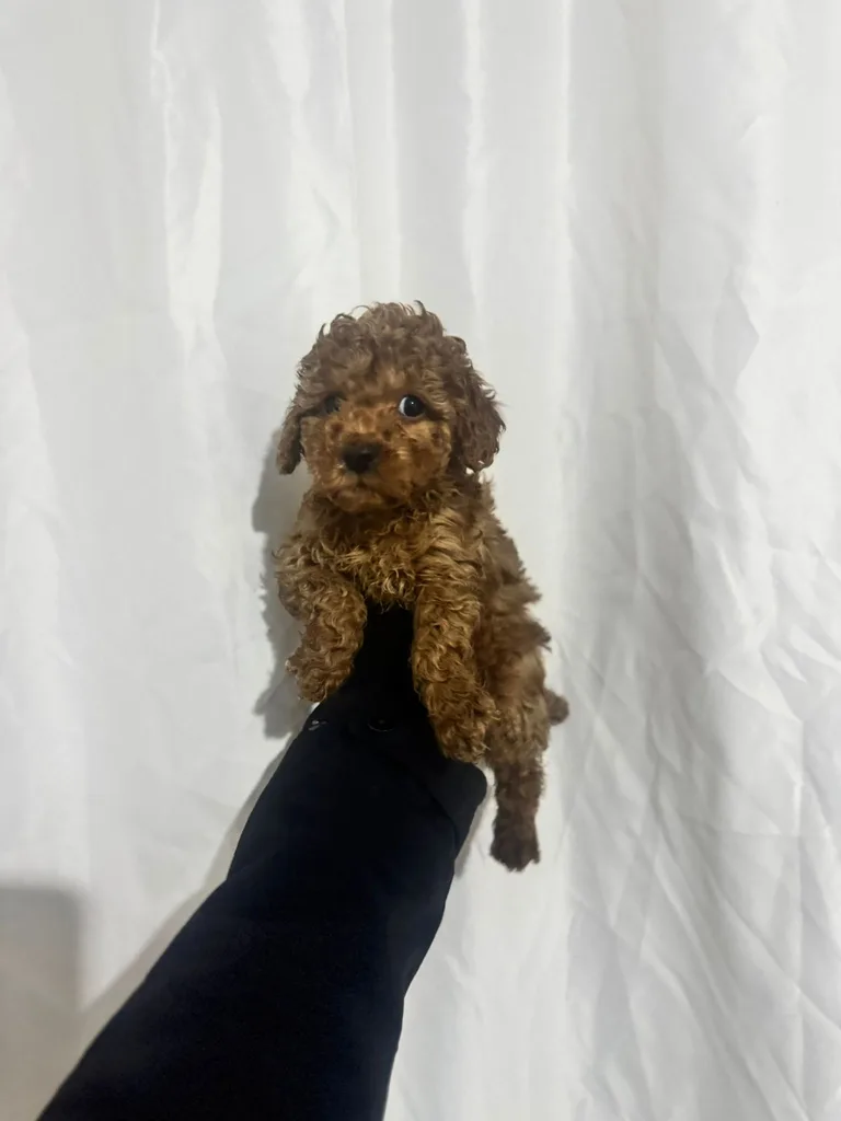 Sevimli Poodle Yavru