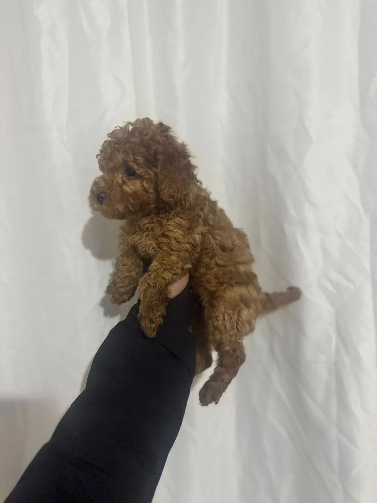 Sevimli Poodle Yavru