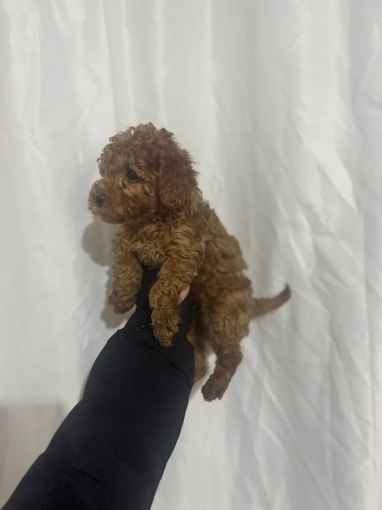 Sevimli Poodle Yavru