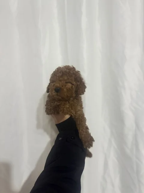 Sevimli Poodle Yavru