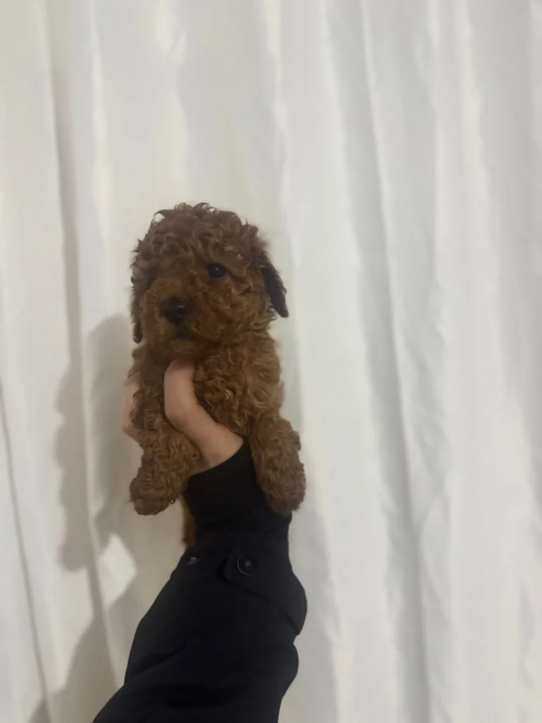 Red Brown Poodle Yavru