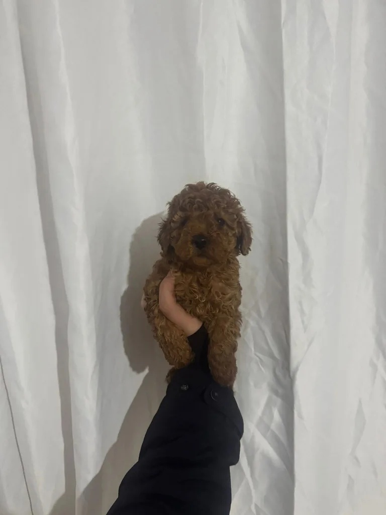 Red Brown Poodle Yavru