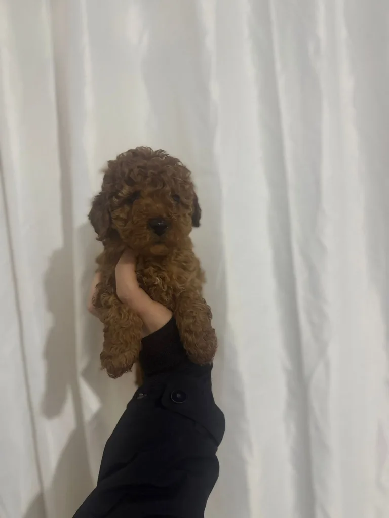 Red Brown Poodle Yavru