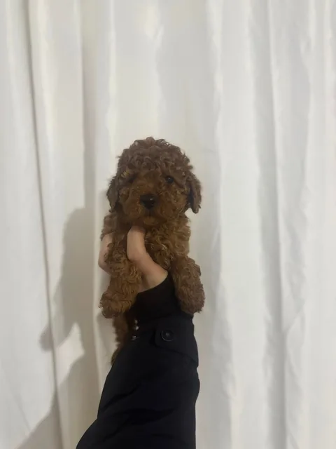 Red Brown Poodle Yavru