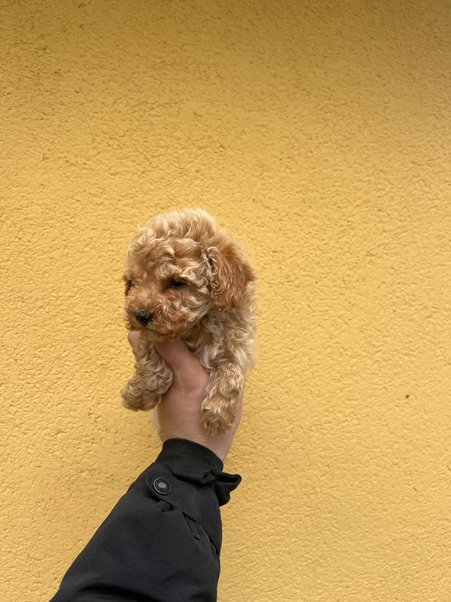 Red Brown Poodle Yavru