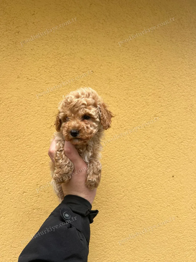 Teacup Poodle Yavru
