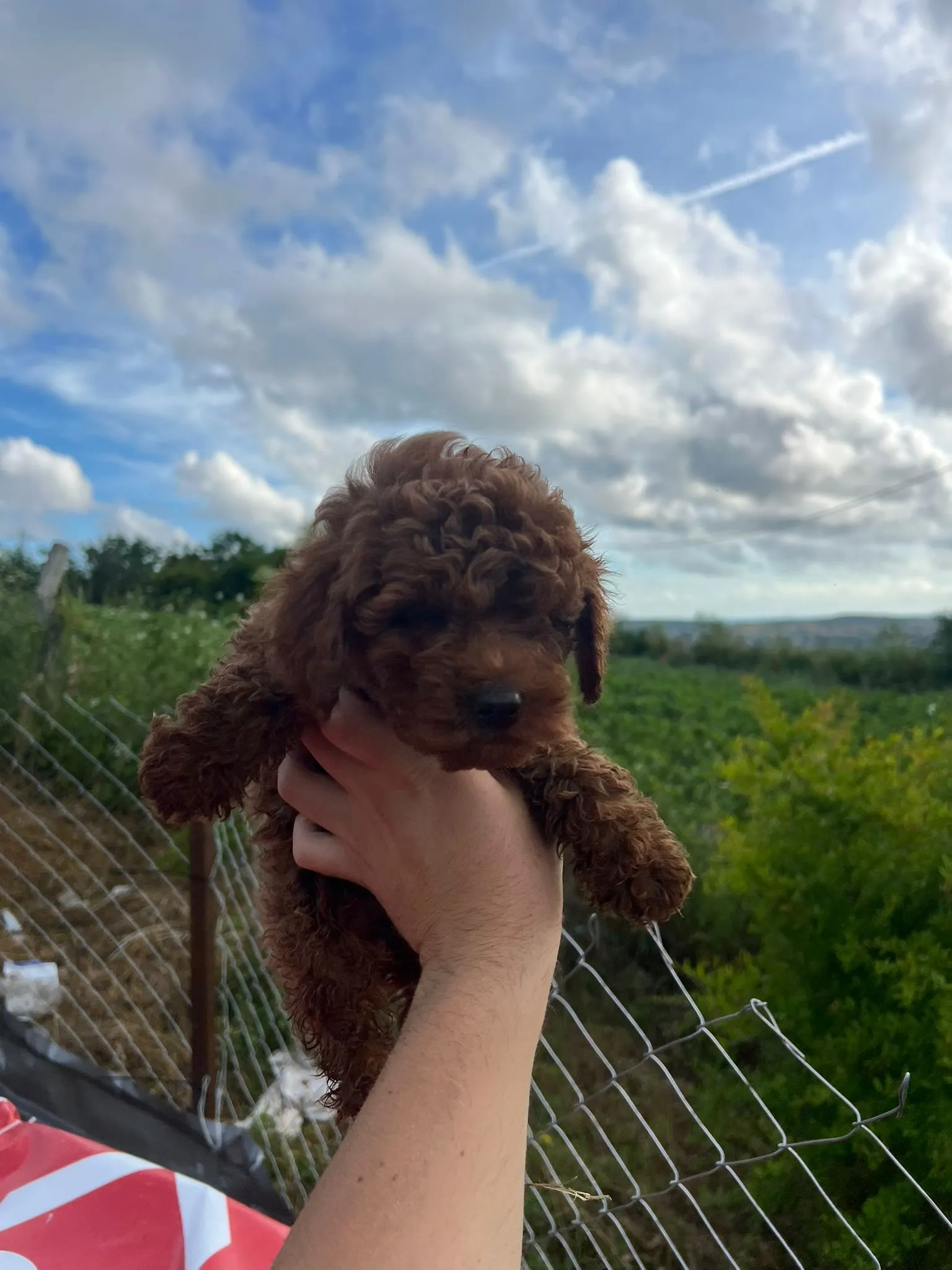 Teacup Red Poodle Yavru