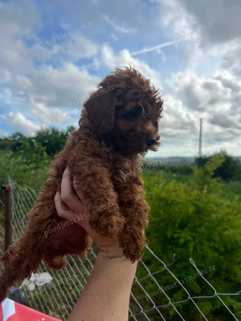Teacup Red Poodle Yavru