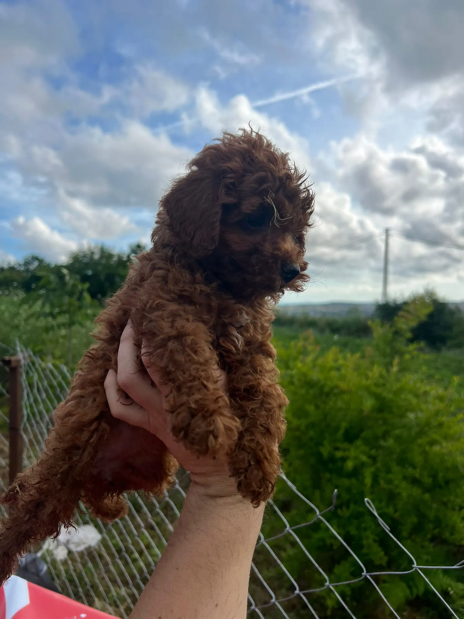 Teacup Red Poodle Yavru