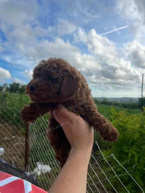 Teacup Red Poodle Yavru