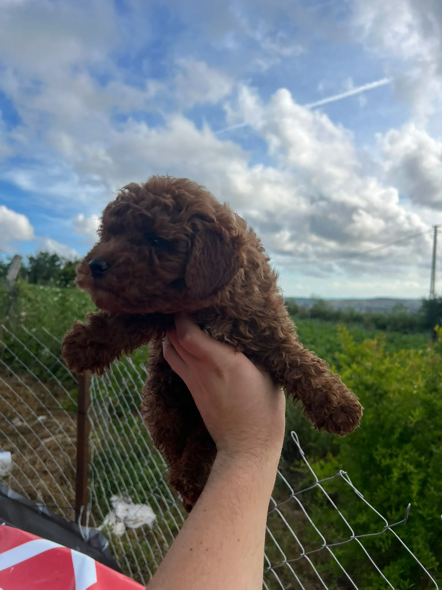 Teacup Red Poodle Yavru