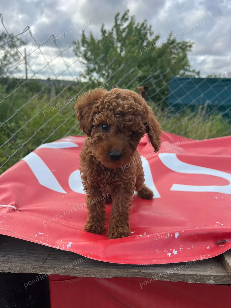 Sevimli Poodle Yavruları