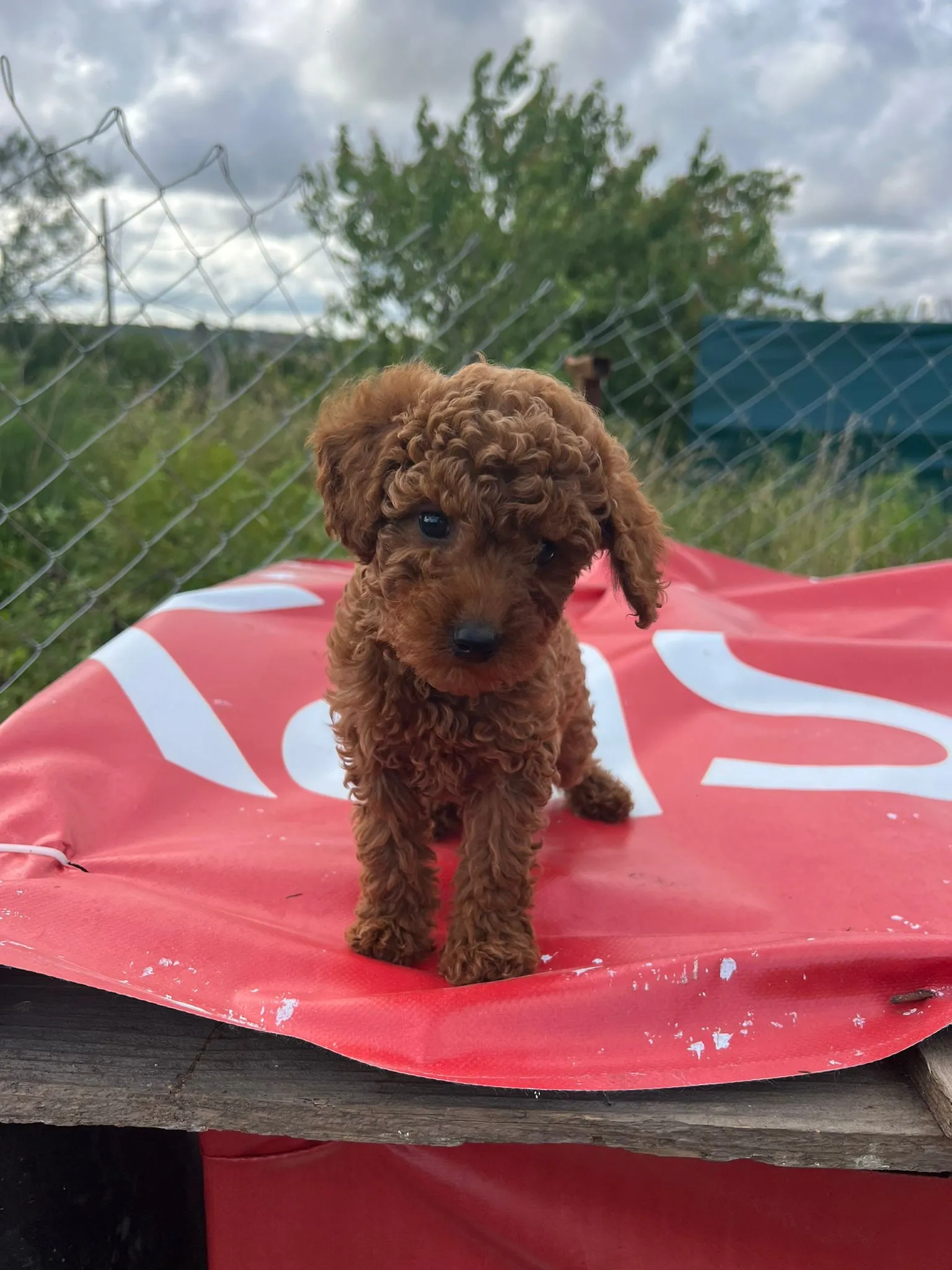 Sevimli Poodle Yavruları