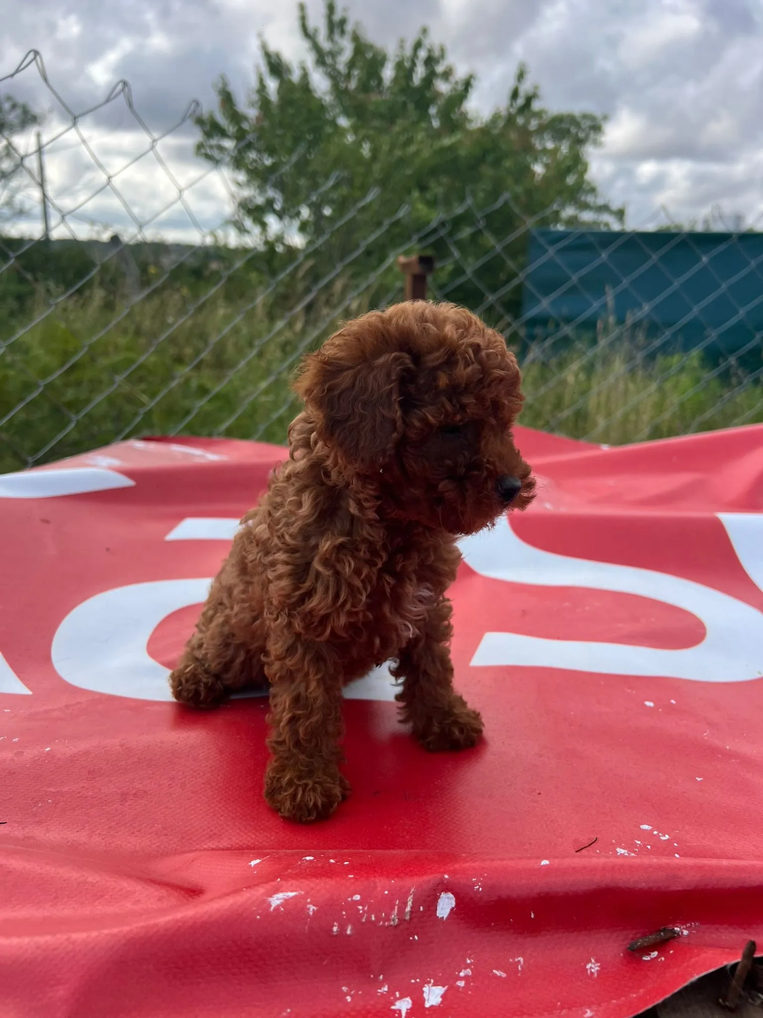 Sevimli Poodle Yavruları