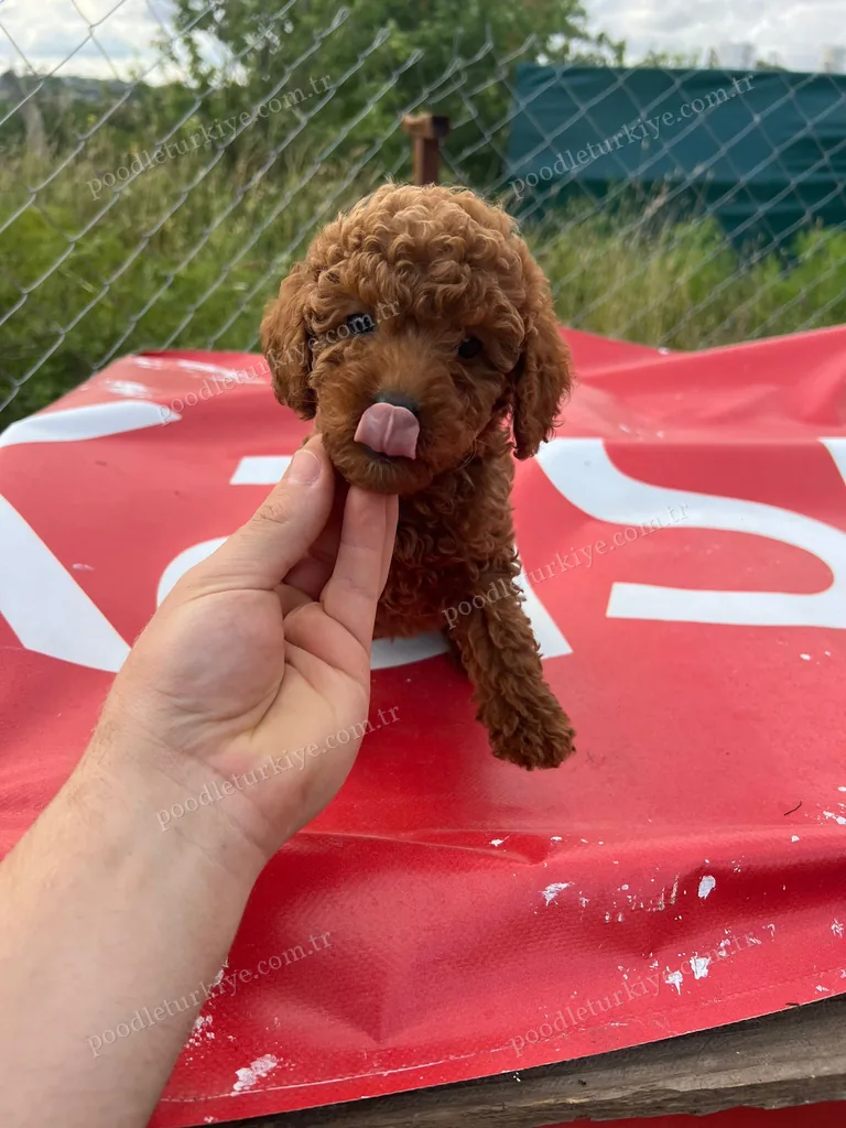 Sevimli Poodle Yavruları