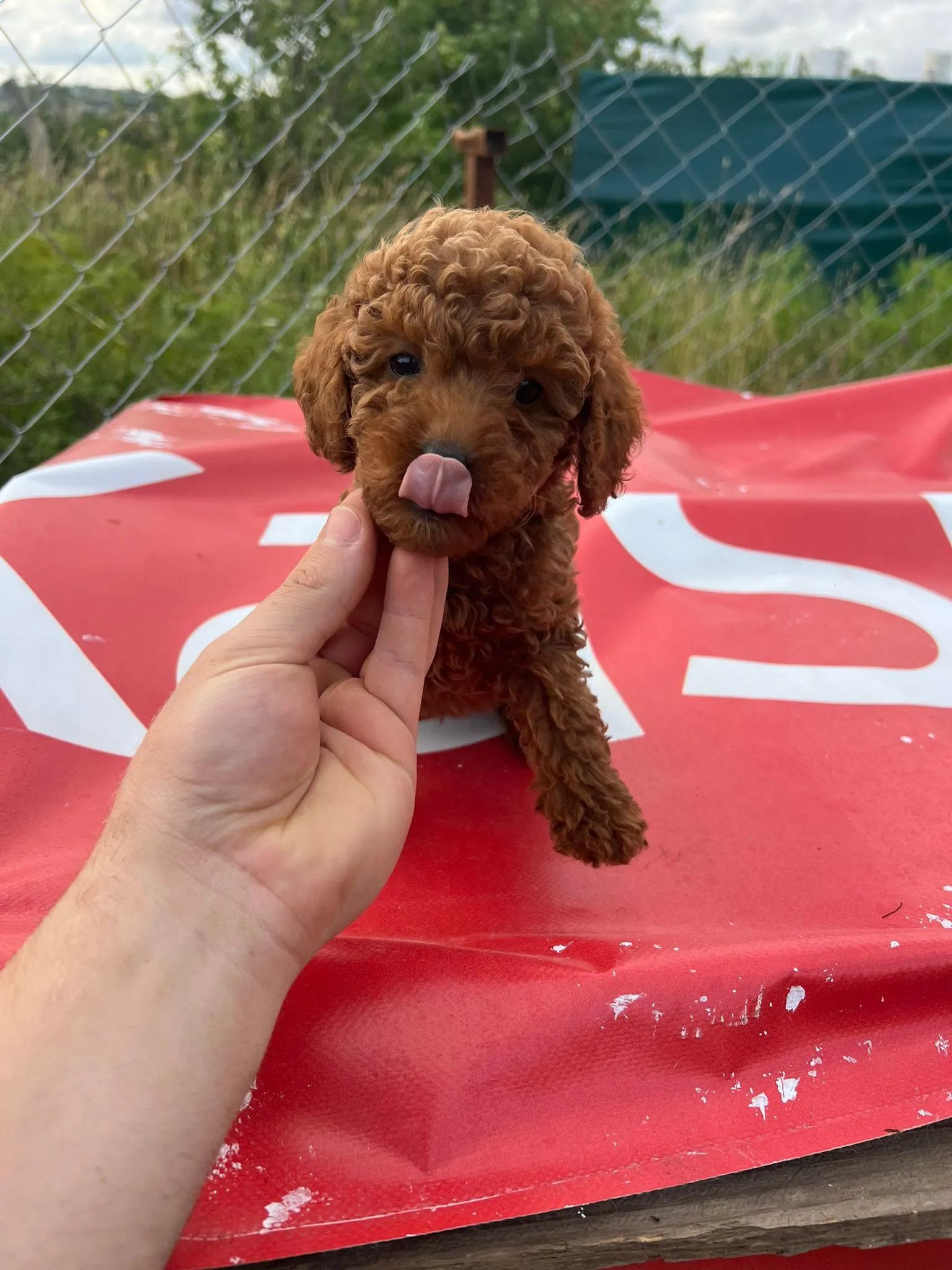 Sevimli Poodle Yavruları