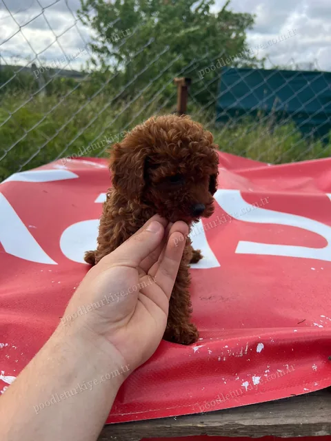 Satılık Poodle Yavruları