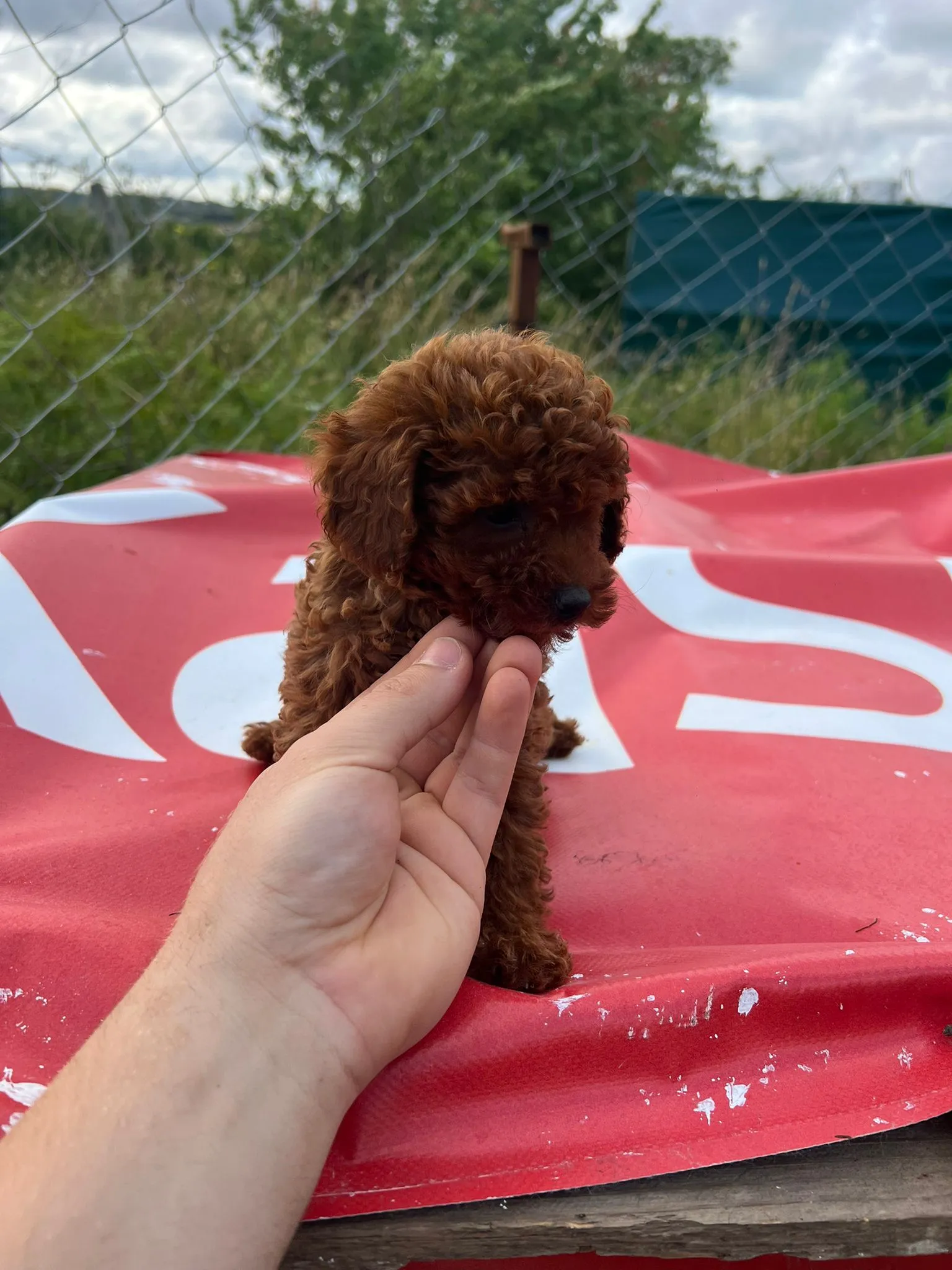 Satılık Poodle Yavruları