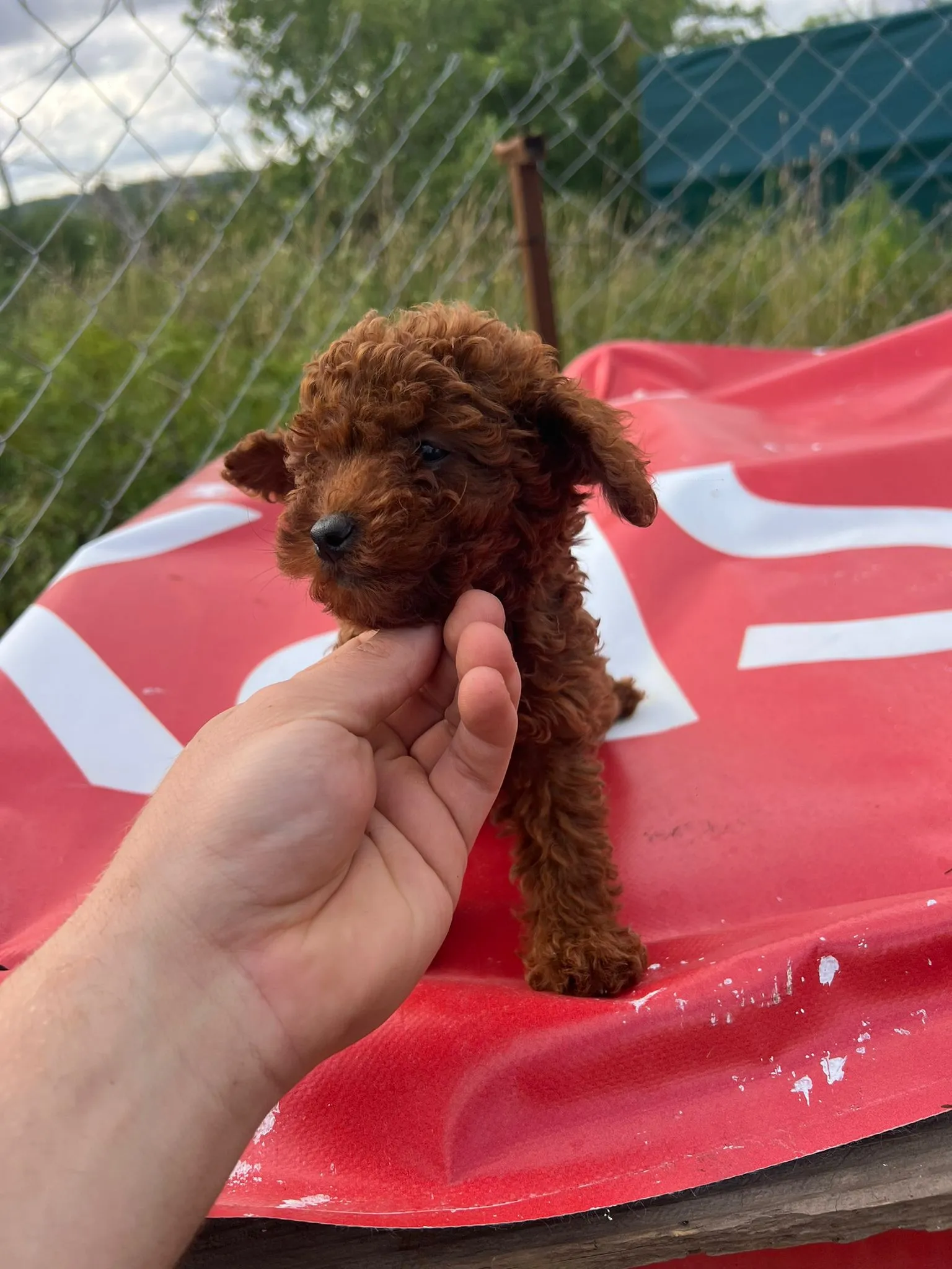 Satılık Poodle Yavruları