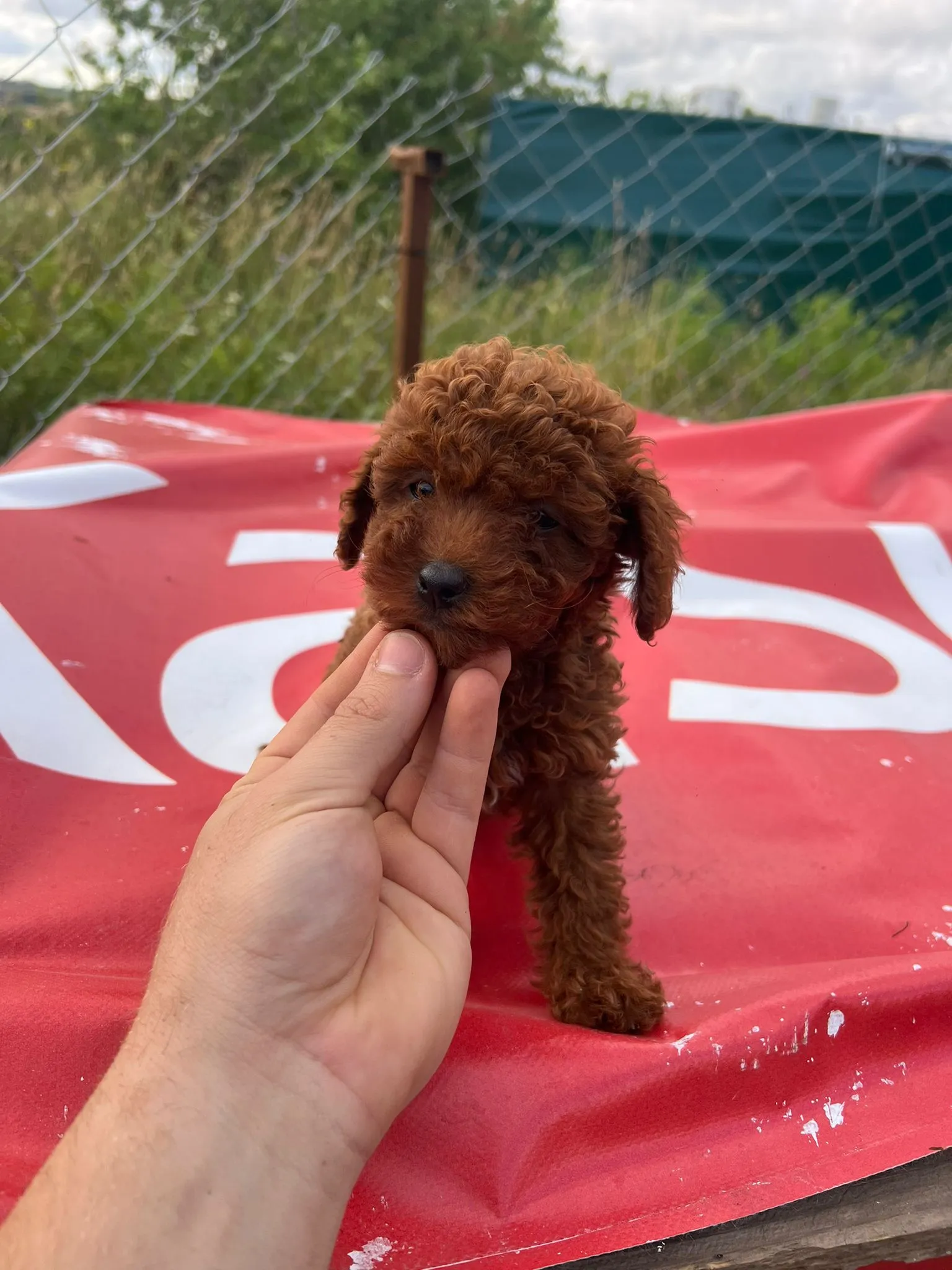 Satılık Poodle Yavruları