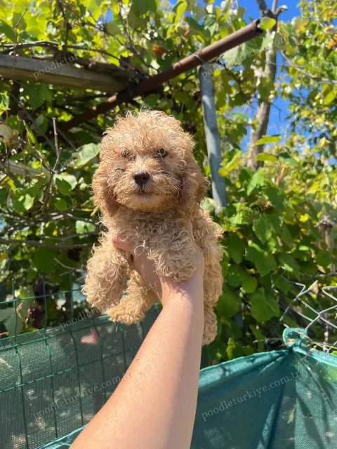 Satılık Dişi Poodle Yavrusu