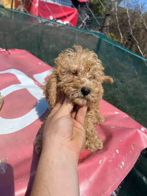 Satılık Dişi Poodle Yavrusu