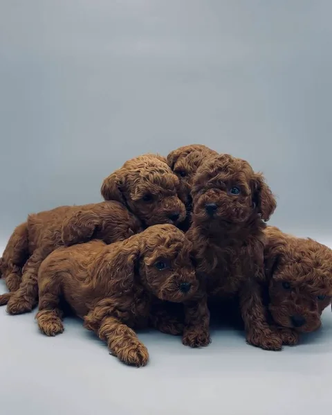 Satılık Toy Poodle yavru erkek İstanbul Arnavutköy