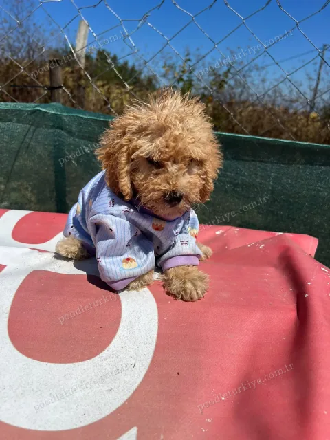 Satılık Toy Poodle Yavrusu