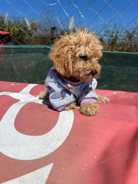 Satılık Toy Poodle Yavrusu