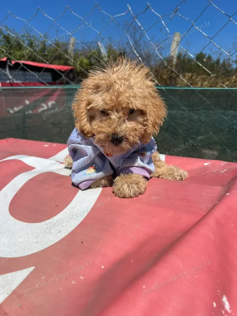 Satılık Toy Poodle Yavrusu