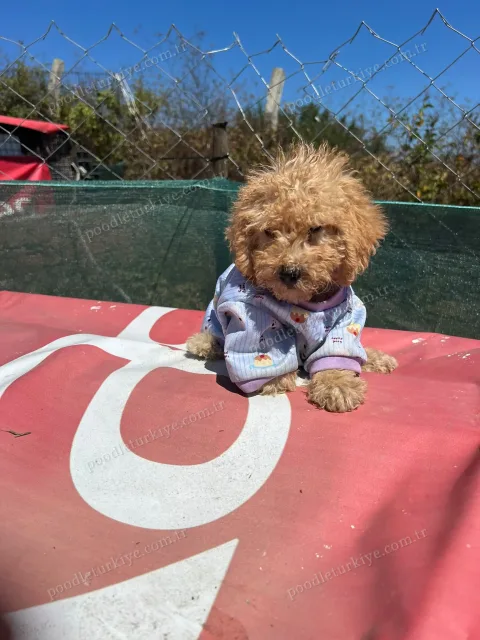 Satılık Toy Poodle Yavrusu